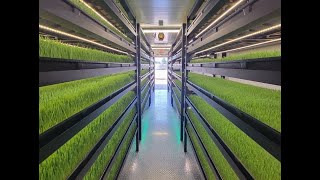 Growing Fodder in an Indoor Hydroponic Farm [upl. by Ramraj]