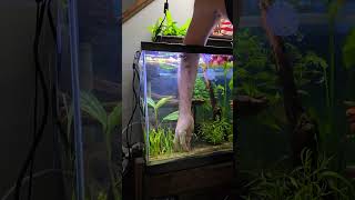 Dwarf Sagittaria for beginners fishtank aquarium baby fish dwarf [upl. by Atnima]