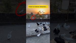 Pakda hua kabutar 🕊️ chhod diya😲 minivlog petvlogger petlover kabutar vlog pigeon birds [upl. by Rafaelle]