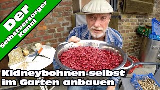 Kidneybohnen im Garten erfolgreich anbauen [upl. by Notlew799]