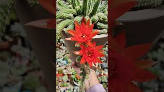 Chamaecereus Silvestrii Peanut Cactus in bloom  bikolanahardinera shortvideo cactus succulent [upl. by Notlimah]