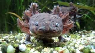 Andersons salamander  Ambystoma andersoni [upl. by Allisirp133]