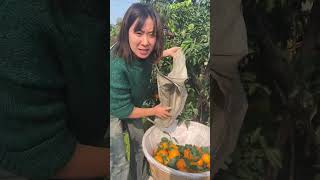 Very happy picking orange in the farm fruit natural shortvideo satisfying [upl. by Venus]