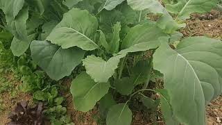 Plantation des choux romanesco le 26 mai [upl. by Clark813]