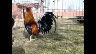 GALLOS FINOS EN LAS VEGAS NEVADAWWWGRANJANEVADADESERTCOM [upl. by Peder781]