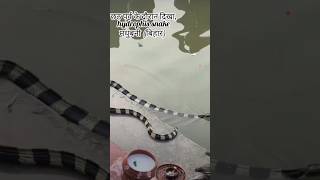 Chhath puja madhubani snake viral video chhath snake madhubani bihar biharnews viralsnake [upl. by Earas647]