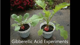 Gibberellic Acid  Plant Hormones Experiment [upl. by Les464]