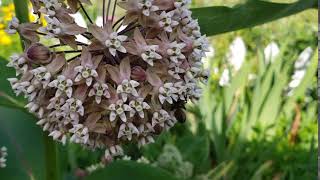 Zachs bee plant common milkweed [upl. by Angrist208]