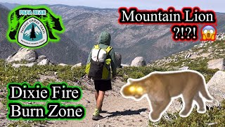 PCT Pacific Crest Trail 2024 Thru Hike  EP 33  Stalked By A Cougar pacificcresttrail [upl. by Nnaylloh]