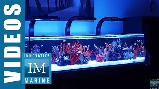 Innovative Marine NUVO SR Series 60 80 amp 120 Gallon Aquarium [upl. by Coriss]