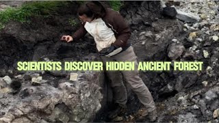 Scientists discover hidden ancient forest on treeless island [upl. by Goldsworthy56]