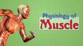 Easy Physiology  Muscle  3Smooth Muscles [upl. by Faubert]