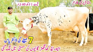 Imported Cow  Khangher Cow For Sale in Pakistan  Friesian Cross Cows  Pregnant Cow  12 November [upl. by Nezah]