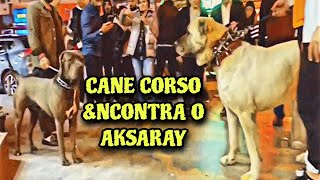 AKSARAY MALAKLISI amp CANE CORSO  Comparação [upl. by Norra]