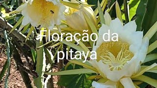 Floração da pitaya e polinização19 [upl. by Meghan]