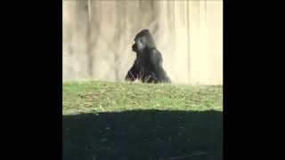 Ce Gorille marche comme un homme vidéo incroyable [upl. by Acimad]