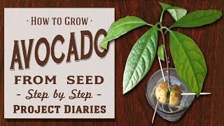 ★ How to Grow Avocado from Seed A Complete Step by Step Guide [upl. by Yhotmit598]