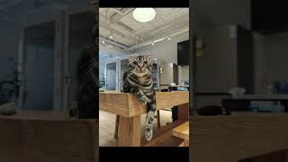 Our shared office buildings security system cat purrfectlyadorable babycat [upl. by Aicelef]