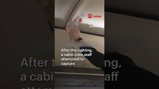 a snake was spotted on board an airasia flight on Jan 2024 travel accident [upl. by Clava87]