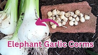 Elephant garlic corms are the BEST way to get garlic forever [upl. by Rubio311]