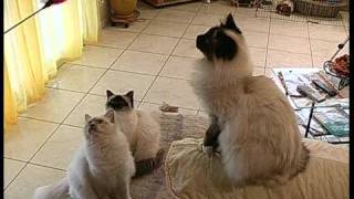 Chats persans et birmans [upl. by Pence]