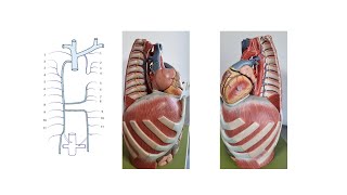 Azygos Vein System practice ENG [upl. by Intyre]