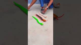 Remote Control Kankhajura and RC Snake rcsnake [upl. by Einnahpets570]