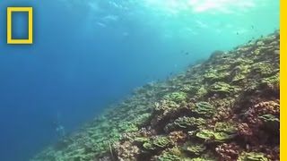 Flint Islands Coral Reefs  National Geographic [upl. by Countess]