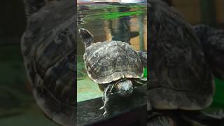 Redeared slider turtle 🐢🐢turtle animals trending viral shorts [upl. by Worthington]