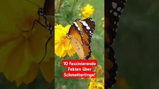 10 Faszinierende Fakten über Schmetterlinge 🦋facts schmetterlinge tiere [upl. by Dekeles]