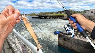 Fishing a MASSIVE Spillway w LIVE SHRIMP Surprise Catch [upl. by Cary]