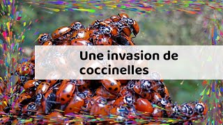 Une invasion de coccinelles [upl. by Oly273]