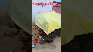 Jai Tulsi Mata 🙏🏻🙏🏻tulsivivaah tulsivivah motivation tulsivivahkatha [upl. by Lacim]