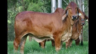 Cría de Ganado Puro Brahman Rojo en Potrero  TvAgro por Juan Gonzalo Angel [upl. by Audy]