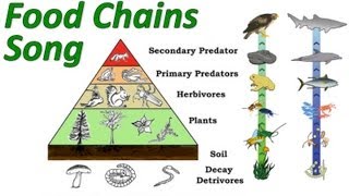 Food Chains Mr Ws Trophic Levels and Pyramid of Energy Song [upl. by Prober152]