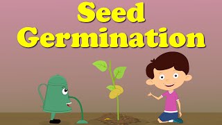 Seed Germination  aumsum kids science education children [upl. by Rafael]