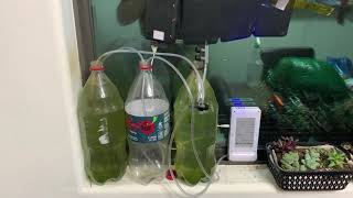 Solar panel algae bio reactor grow experiment [upl. by Niawtna]