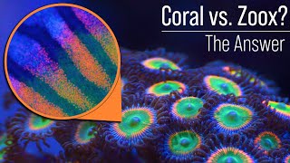 Coral Animal vs Zooxanthellae Algae Care and Nutrient Needs Likely Not What You Think [upl. by Lakym505]