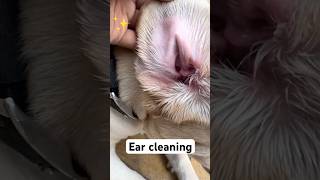 Ear cleaning karva liya 😃❤️dog labrador youtubeshorts ytshorts [upl. by Beitz]