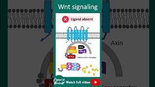 Wnt signaling pathway  1 minute cell bio [upl. by Notserc]