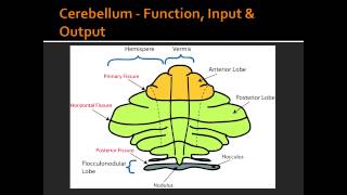 Cerebellum  Function Input amp Output [upl. by Nodnas580]