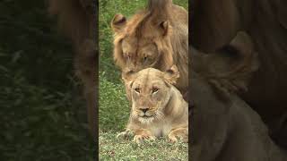 How often do Lions reproduce wildlife wildafrica lions [upl. by Aiuqram]