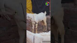 Jamunapari bakra bandasr farm house jp Hansa  pure jamunapari bakri  jamunapari bakri in kanpur [upl. by Leisam]