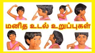 மனித உடல் உறுப்புகள் Learn body parts name in Tamil for kids and children  Tamilarasi [upl. by Serafine]