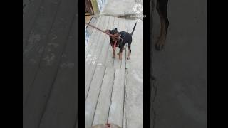 Road weiler😱😱😱😱😱😱👑👑👑👑👑👑shortsvideo trending comedyvideos funny doglovers [upl. by Ayarahs]