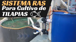 Criadero de Tilapia en sistema RAS una forma Eco sostenible de producir pescado  Eco water systems [upl. by Reamy241]