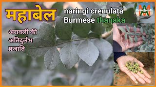 महाबेल का पेड़naringi crenulataThanaka treemahavilvam native trees of indiaAravalli hill trees [upl. by Hyacinth731]