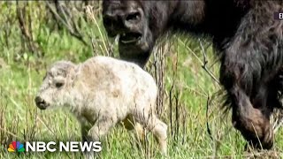 Celebration of rare white bison birth in Yellowstone comes with a warning [upl. by Moraj]