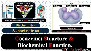 Coenzyme Structure and biochemical function  Coenzymes in hindi audio [upl. by Euqinimod]