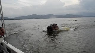 Hippo chasing boat Scary ORIGINAL VIDEO [upl. by Rawna]